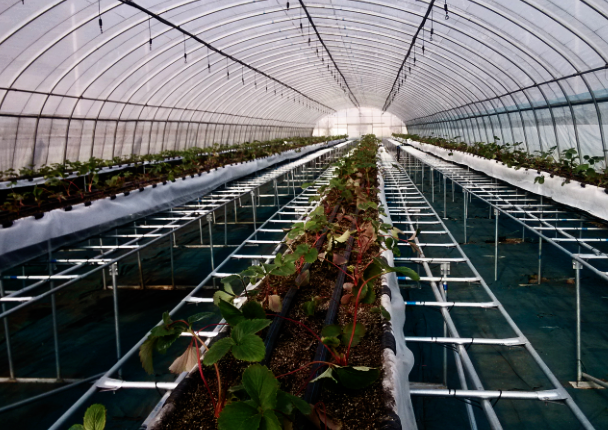 草莓育苗栽培架（北京众博熙泰） 照片